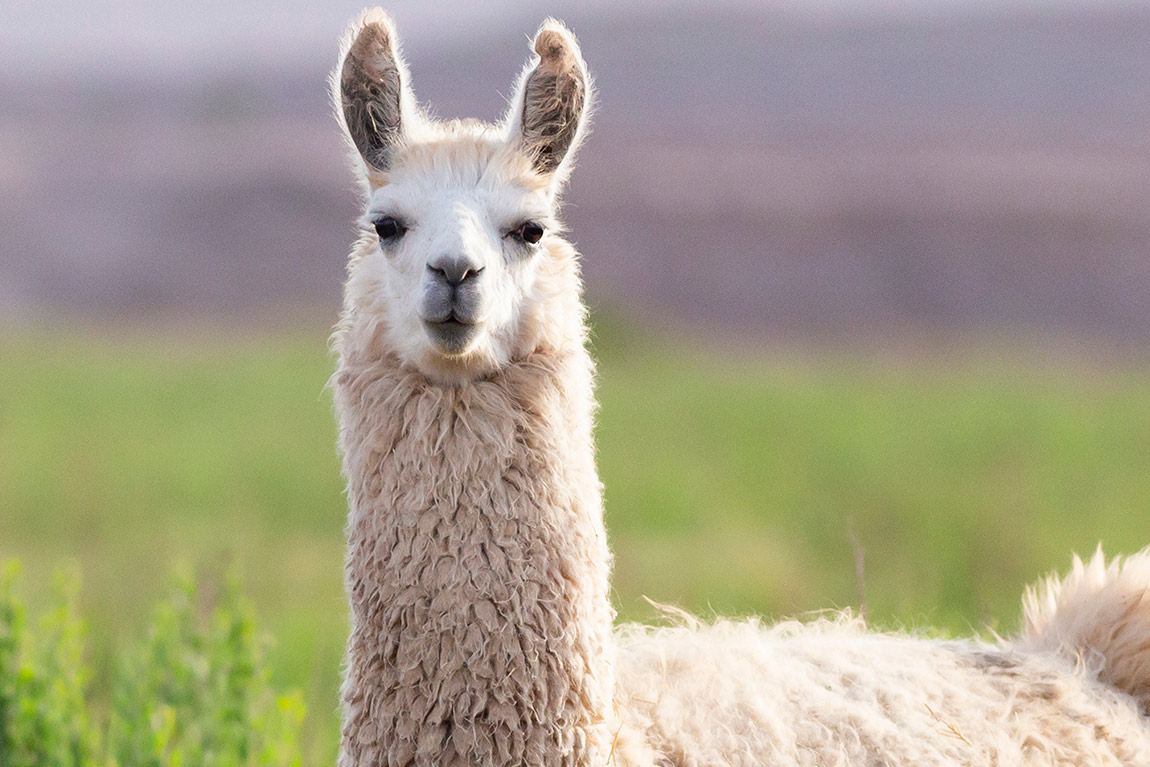 美洲大羊駝身上的抗體可以預防所有COVID變種病毒？ 